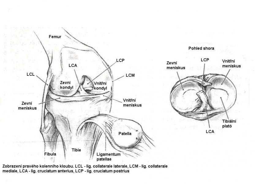 oddělen od kloubního pouzdra řídkým vazivem. Distální část vazu je obtočena šlachou m. biceps femoris.