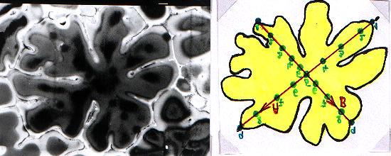Obr. 2. Snímek dendritické bunky slitiny AlCu4MgMn zhotovený pomocí elektronového rastrovacího mikroskopu s plošnou EDX analýzou.