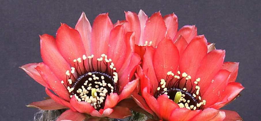 glauca v.
