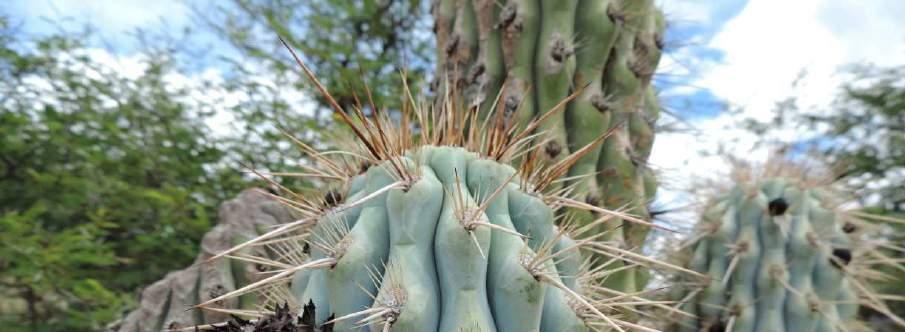 Browningia