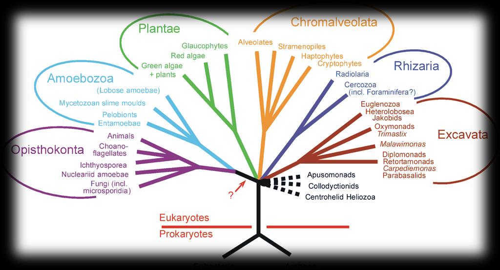 Taxonomie