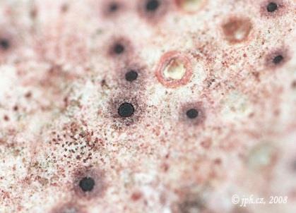 Ascomycota (> 99% druhů lišejníků) Arthoniomycetes (desítky rodů převážně