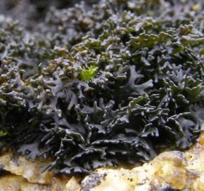 Sordariomycetes (vesměs nelichenizovaná skupina, jediný rod: Cresporhaphis)