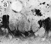 Lobaria -
