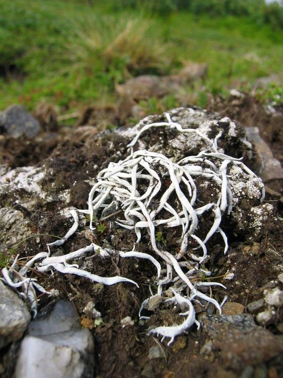 Chaenotheca, Cladonia, Peltigera, Normandina,