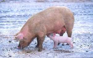 Genomická charakteristika - prase Druh Pras e Sus scrofa domesticu s Chromozomy 2n 38 Typ chr. Metacentrické, submetacentri.