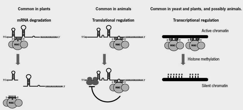 RNAi