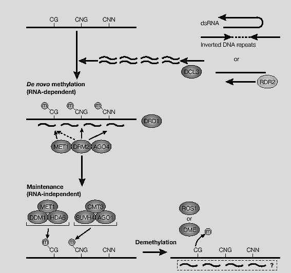 RNA- directed DNA methylation Matzke