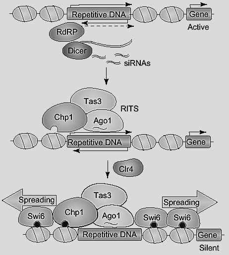 RNA interference-mediated heterochromatin assembly