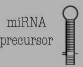 microrna (mirna) Regulace