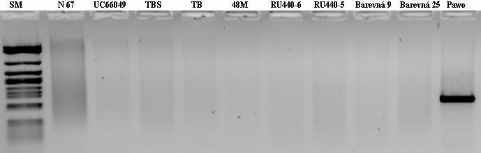 PCR produkty pro alelu Glu-A1a byly detekovány u 57 % purpurových genotypů a u 63 % modrých genotypů (Tab. 2).