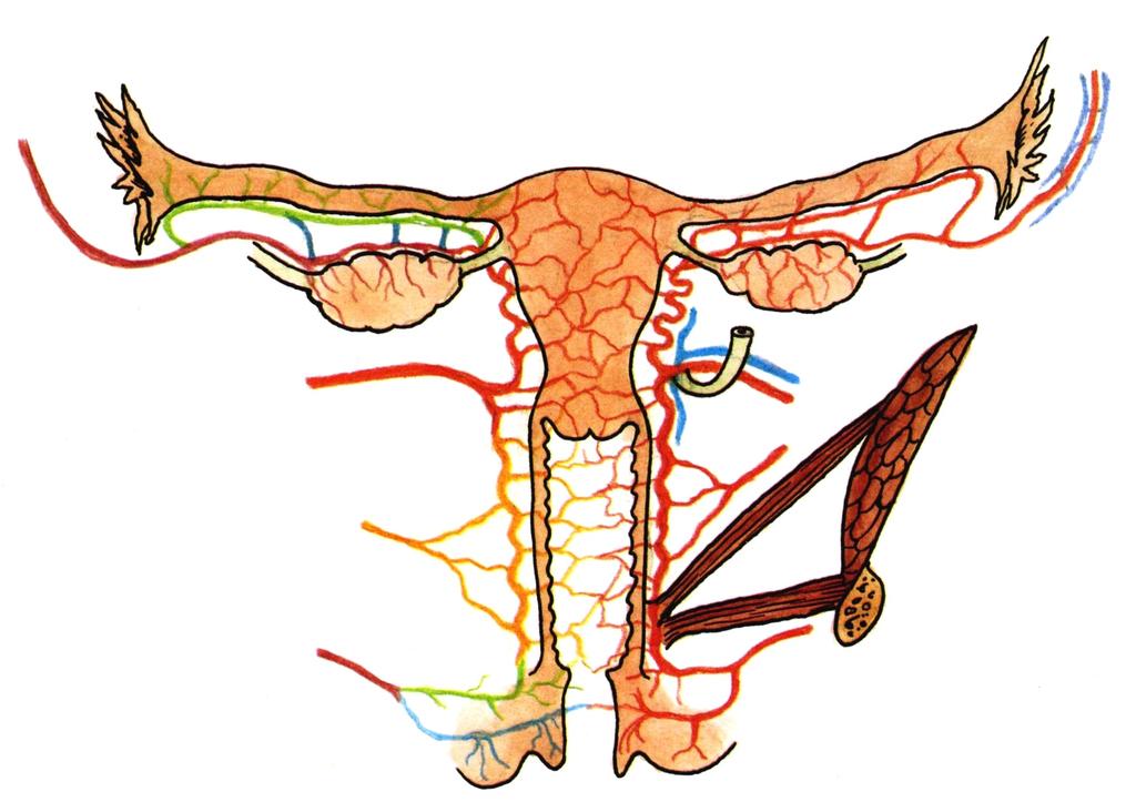 A.uterina - a. vaginalis A. rectalis media A. pudenda int.