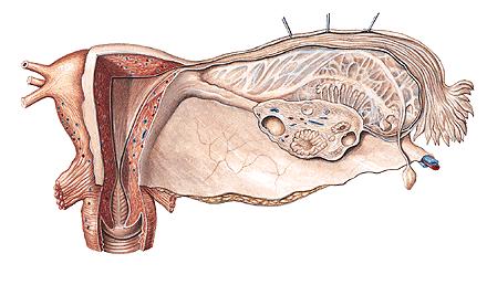 Tunica albuginea Epoophoron Cortex ovarii Apendix vesiculosa epoophori -