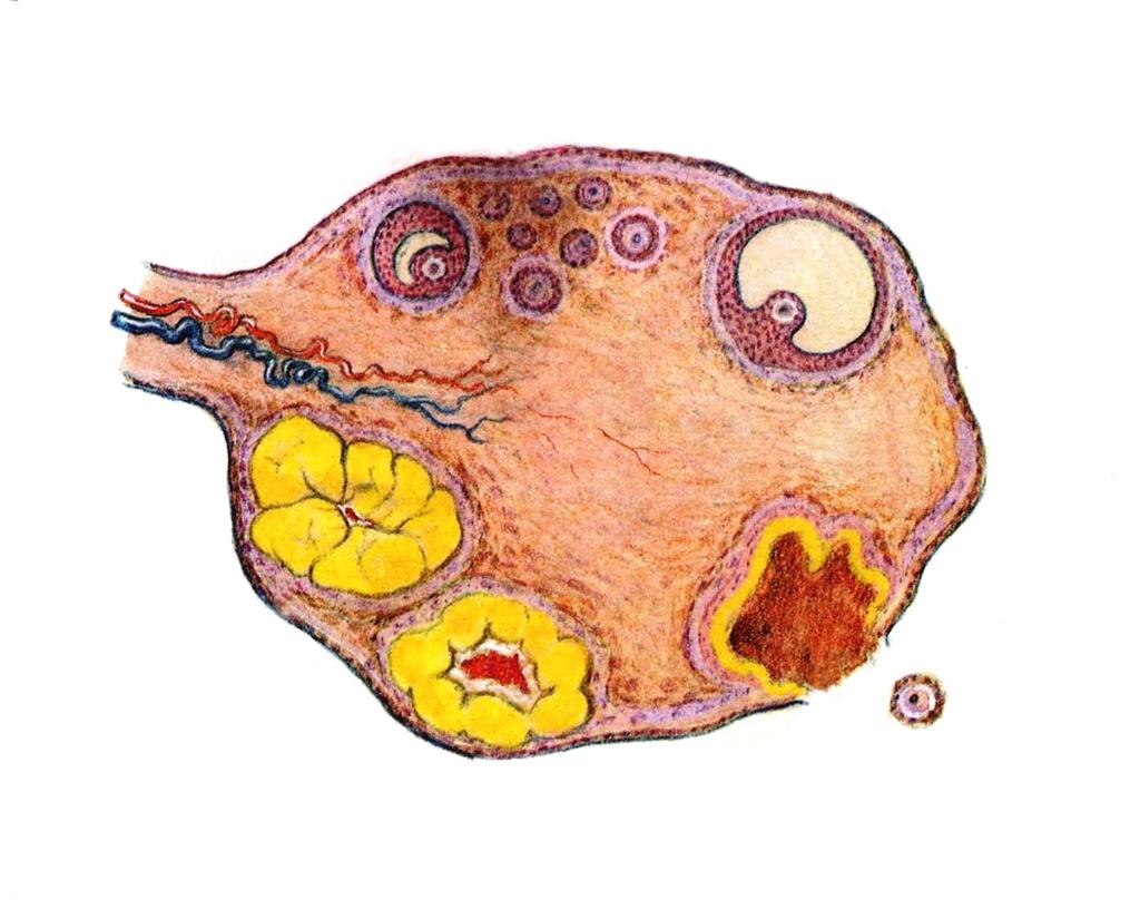 Folliculi ovarici primarii Folliculus ovaricus vesiculosus (Graaf) - Ovum - Antrum folliculi - Liquor folliculi -