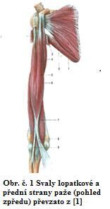 2.5 Svaly a nervy HK Svaly ramenní a lopatkové Inervace m. deltoideus, m. teres minor n. axilaris m. supraspinatus, m. infraspinatus n.