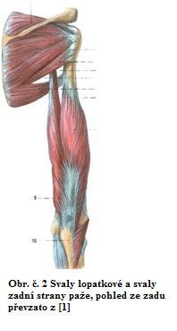 biceps brachii, m. coracobrachialis, m. brachialis Inervace n. musculocutaneus m. triceps brachii, m. anconeus n. radialis Tab. č.