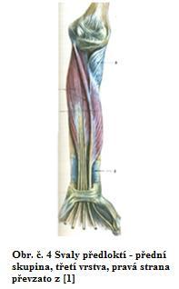 m. flexor carpi ulnaris n. ulnaris Druhá vrstva m. flexor digitorum superficialis, n. medianus Třetí vrstva m. flexor digitorum profundus Část svalu pro 2. a 3. prst n. medianus, m.
