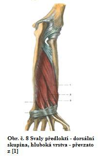 Dorsální skupina předloketních svalů Povrchová vrstva M.