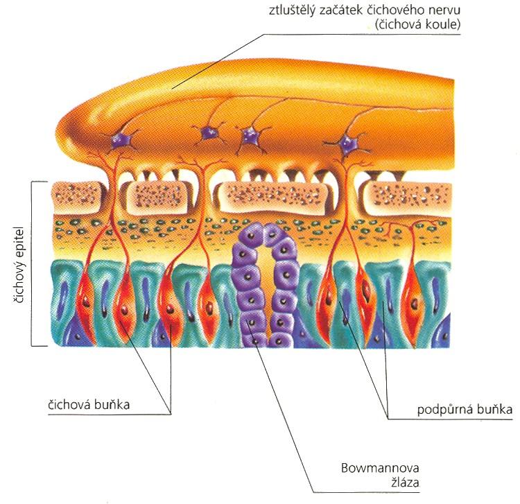 Čich čichové buňky několik set různých homologních čichových receptorů (vidění založeno pouze na 4 různých typech fotoreceptorů (3 čípky a 1 tyčinky) čichová epitelová buňka má pouze jeden specifický