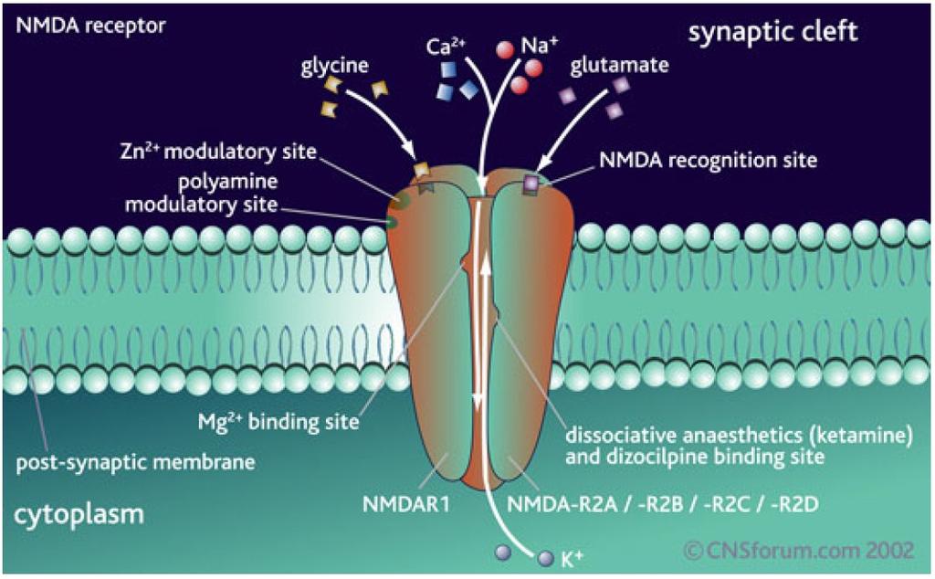 Excitační AMK receptory pro excitační AMK: ionotropní podtypy dle selektivních agonistů: NMDA (N-metyl-D-asparágová kys.