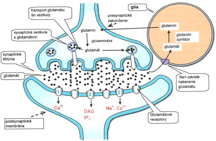 Glutamátová synapse glutamát - excitační neurotransmiter syntetizován přímo v neuronech z prekurzorových molekul glutamin tvořen gliovými buňkami vychytáván neurony a přeměněn na glutamát takto
