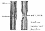 Myelinizovaná nervová vlákna III mezi jednotlivými Schwannovými buňkami je myelinová pochva přerušena Ranvierovými zářezy (nodi interruptionis myelini) úsek mezi Ranvierovými zářezy se označuje jako