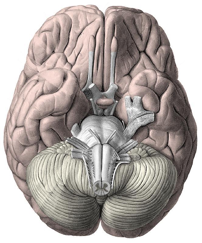 Mozkový kmen Mesencephalon Pons