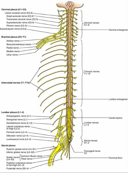 Rami anteriores nervorum spinalium plexus cervicalis (C1-4) plexus brachialis (C4-T1) nn.