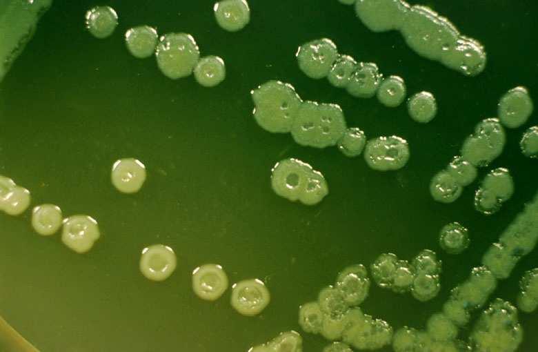 Pseudomonas