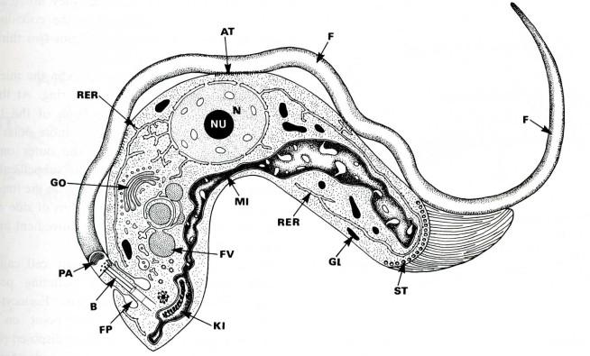 Excavata Kmen: Heterolobosea (Percolozoa) Jednobuněční, bez pigmentů, typické jsou