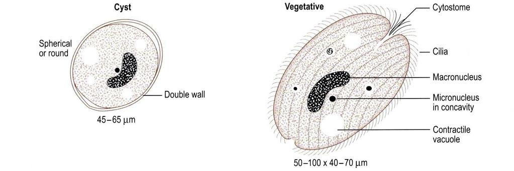 Chromalveolata Kmen: Ciliophora Jednobuněční mající