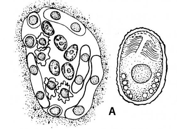 Třída: Microsporea: Encephalitozoon cuniculi, E.