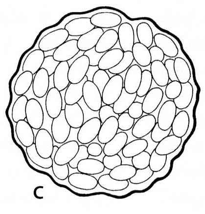 intestinalis, Enterocytozoon bieneusi, Nosema