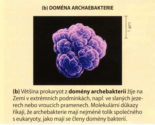 patogenní agens - Prokaryota Protozoa paraziti