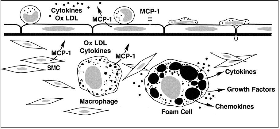 Monocyty, které takto vcestovaly do subendoteliálního prostoru se dále transformují na makrofágy prostřednictvím růstových faktorů, jedním z nejvýznamnějších je M-CSF, který je navíc induktorem