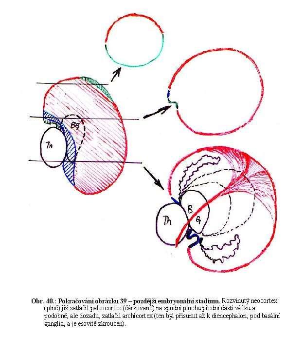 Řezy vyvíjející se hemisférou Neocortex Paleocortex Archicortex Vývoj kůry