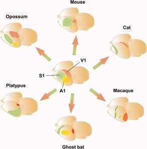 The primary somatosensory (S1) is always positioned rostrally with respect to the primary visual (V1) and auditory (A1) areas Neocortical arealization: Evolution, mechanisms, and open questions