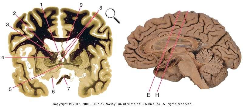 Komisurální vlákna Corpus callosum rostrum, genu, truncus, splenium Commissura anterior přední část čichová,