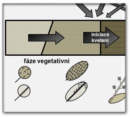 Bi8240 GENETIKA ROSTLIN Prezentace 02 Reprodukční vývoj