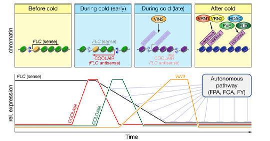 Mechanizmus regulace FLC COLD INDUCED LONG ANTISENS INTRAGENIC RNA