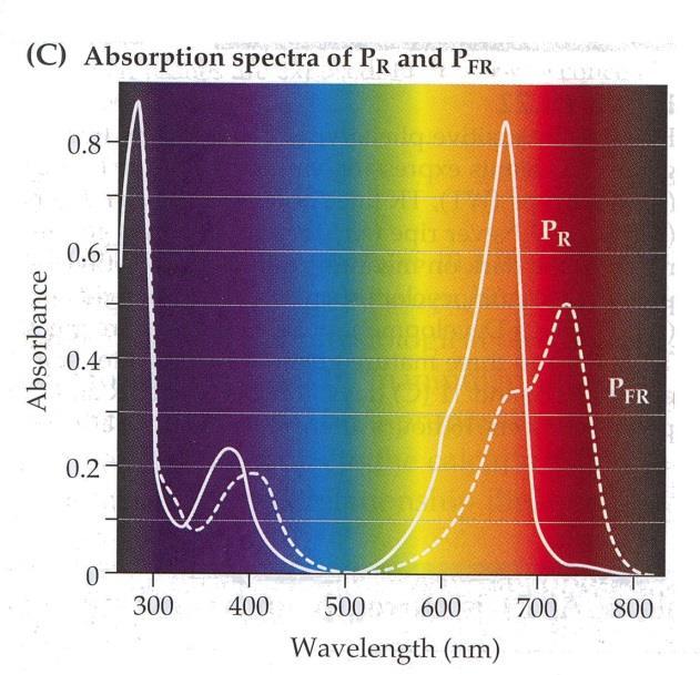 Struktura a funkce fytochromů Tetrapyrolový chromofor = pigmentoproteinový komplex 2 stejné