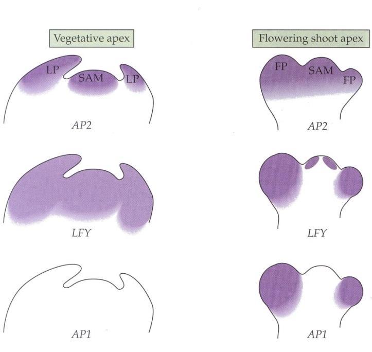 AP1 (APETALA1) 1. Zakládání květních meristémů 2.