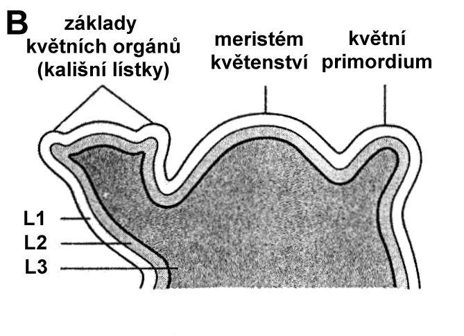 Přeměna vegetativního