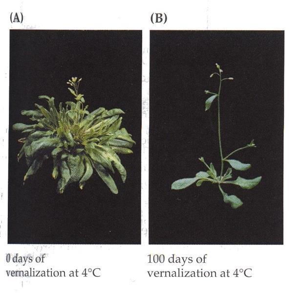 2. Vernalizační dráha FRI FRIGIDA pozdní kvetení, regulace kvetení podle chladového působení Genotyp rostlin FRI Vliv vernalizace chladového působení Geny VRN1,