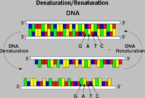 Hybridizační metody Přehled metod užívaných u v rutinní klinické diagnostice hybridizace se značenou DNA sondou - Rutinní při i detekci streptokoků,, gonokoků či i chlamydií (známá jako GenProbe ) in