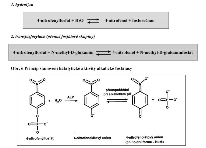 V první reakci se ze substrátu hydrolyticky odštěpuje fosforečnan. (obr. 6).