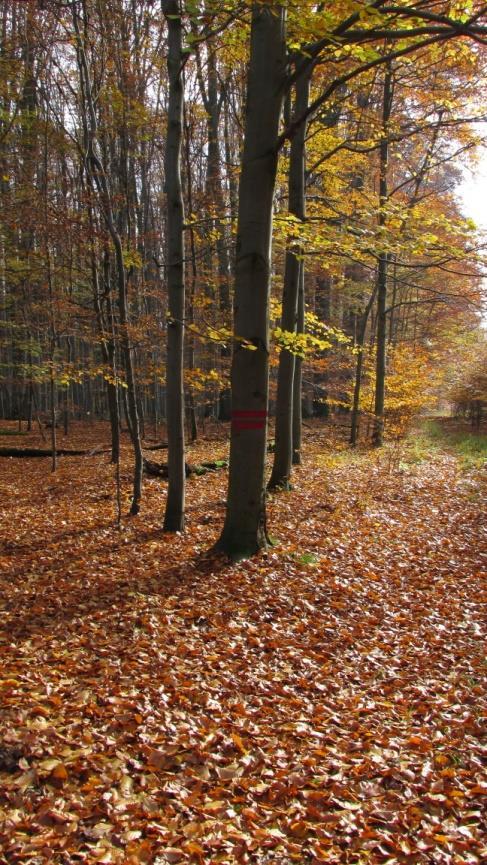 o obnova pásového značení hranic NPR Habrůvecká bučina Foto