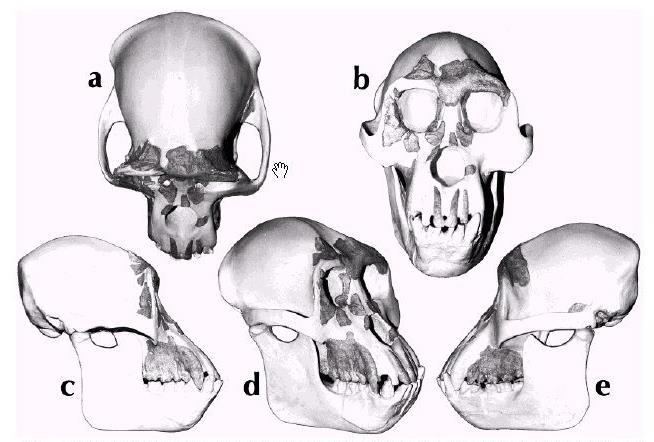 Dryopitéci - hominidé před hominidy