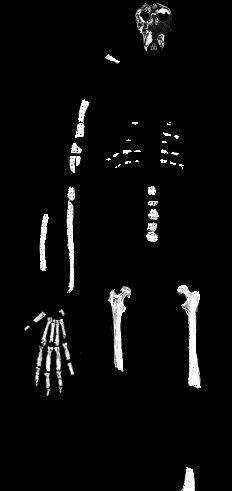 jako Ouranopithecus měli již některé