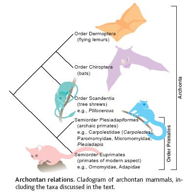 primáti, tany a poletuchy Purgatorius a vznik primátů ve srvchní křídě Homo Hominidae